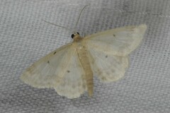 Idaea biselata