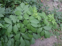 Sambucus nigra