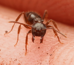 Notoncus ectatommoides