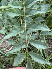 Fraxinus excelsior