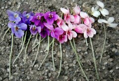 Violaceae