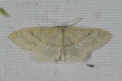 Idaea deversaria