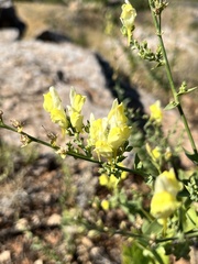 Linaria