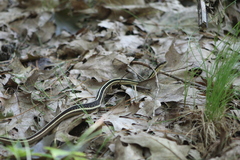Thamnophis saurita saurita