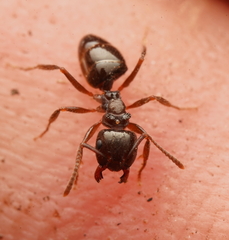 Notoncus ectatommoides