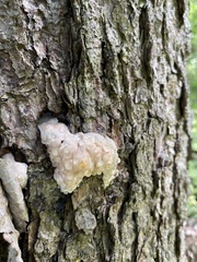 Didymium mucilago