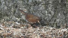 Passerella iliaca