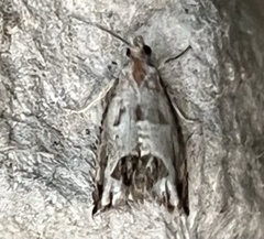 Notocelia rosaecolana