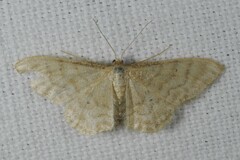 Idaea fuscovenosa