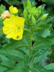 Oenothera parviflora