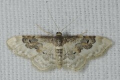 Idaea rusticata