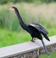 Anhinga anhinga