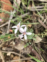 Philotheca verrucosa