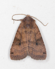 Xestia smithii