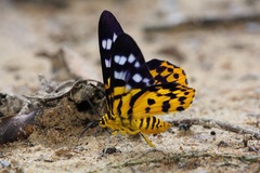 Dysphania subrepleta