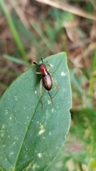 Phyllopalpus pulchellus