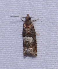 Eucosma parmatana