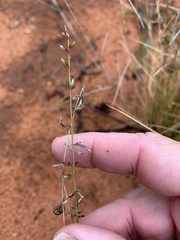 Eragrostis tenellula