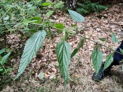 Urtica galeopsifolia