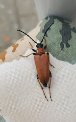 Stictoleptura rubra