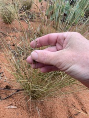 Eragrostis tenellula