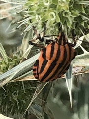 Graphosoma italicum italicum