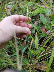 Spiranthes lacera lacera