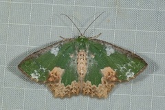 Eucyclodes albisparsa