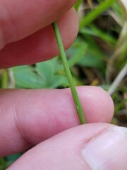 Spiranthes lacera lacera