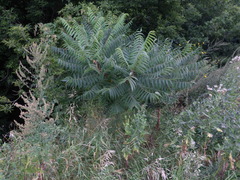 Rhus typhina