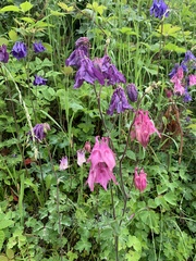 Aquilegia vulgaris