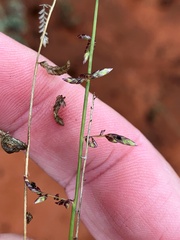 Eragrostis tenellula