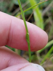 Spiranthes lacera lacera