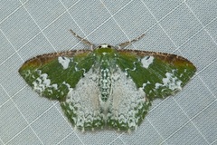 Eucyclodes albisparsa