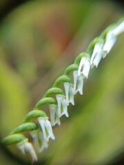 Spiranthes lacera lacera