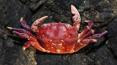 Hemigrapsus nudus