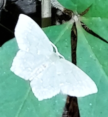 Chloropteryx tepperaria