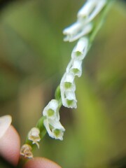 Spiranthes lacera lacera