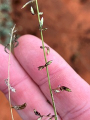 Eragrostis tenellula