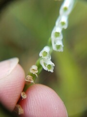 Spiranthes lacera lacera