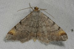 Macaria liturata