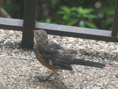 Pipilo erythrophthalmus