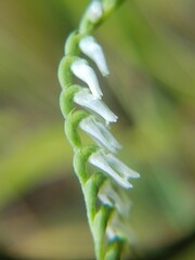 Spiranthes lacera lacera