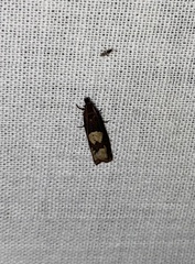 Epinotia trigonella