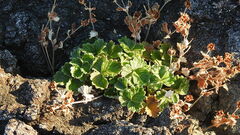 Potentilla villosa