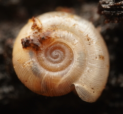 Meredithena dandenongensis