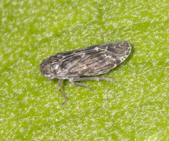 Plectoderini