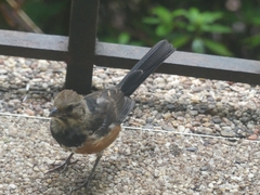 Pipilo erythrophthalmus