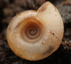 Meredithena dandenongensis