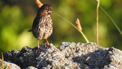 Passerella iliaca
